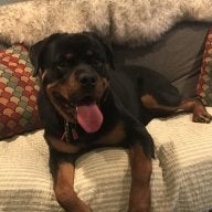 Rottiegirl